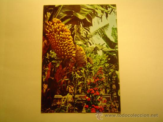 Postales: Postal  Tenerife. - Foto 1