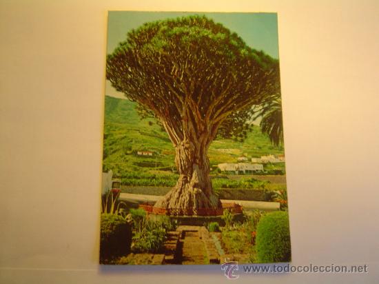 Postales: Postal  Tenerife. Icod de los Vinos. - Foto 1