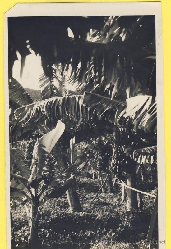 Postales: CANARIAS-SANTA CRUZ DE TENERIFE-29 PLATANERAS ED.ARRIBAS DATADA 1952-P.0898