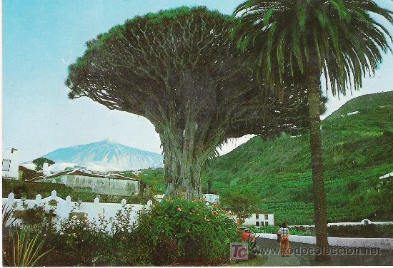 Postales: TENERIFE - DRAGO MILENARIO - - Foto 1