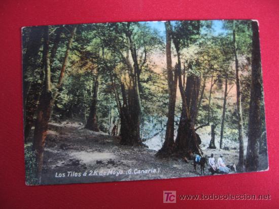 Postales: GRAN CANARIA - LOS TILOS - Foto 1