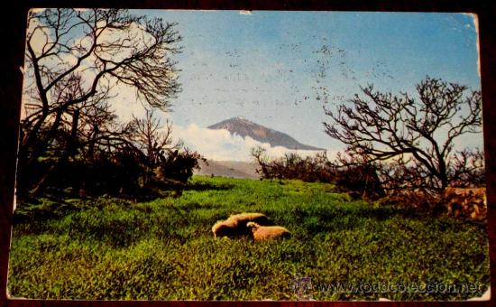 Postales: FOTO POSTAL DE TENERIFE - CIRCULADA. - Foto 1