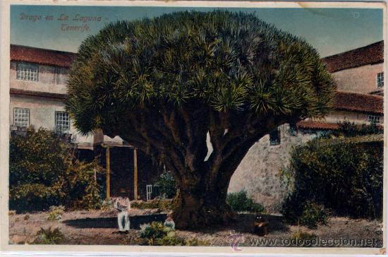 Postales: TENERIFE.-DRAGO EN LA LAGUNA - Foto 1