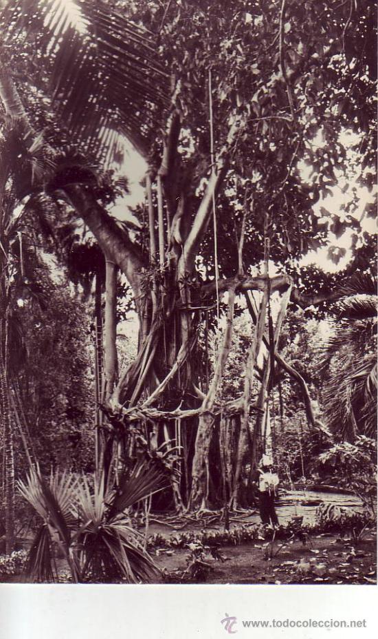 Postales: puerto de la cruz  botanico arbol de goma