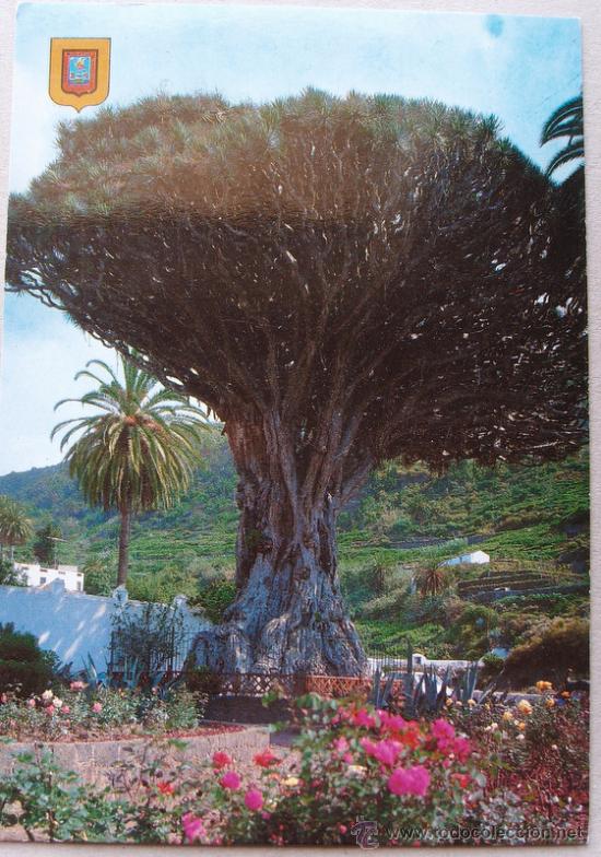 Postales: ICOD DE LOS VINOS Drago milenario - Foto 1