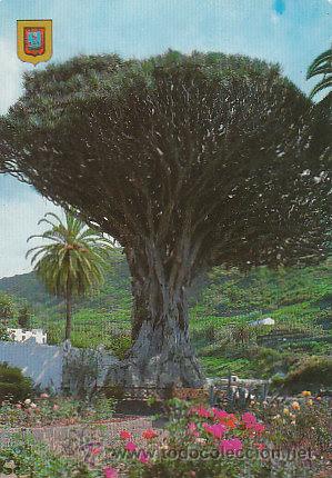 Postales: Icod de los vinos (Tenerife), drago milenario - Foto 1