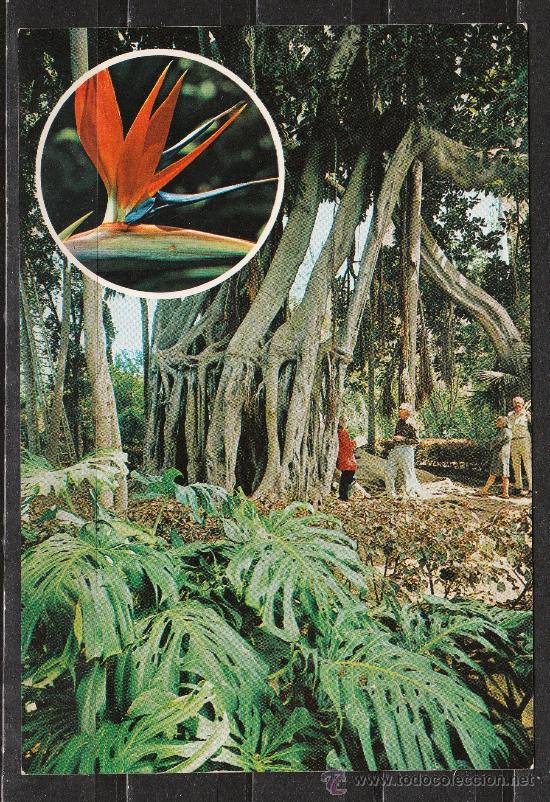 Postales: PUERTO DE LA CRUZ. ARBOL DEL CAUCHO EN EL JARDIN BOTANICO
