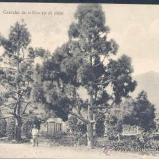 Postales: TENERIFE (CANARIAS).- CASECHA DE MILLOS EN EL PINAR