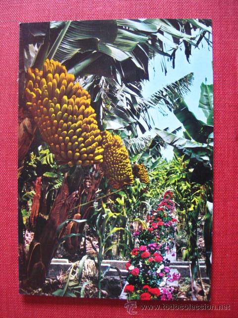 Postales: TENERIFE.  REF.  AH- 420 - Foto 1