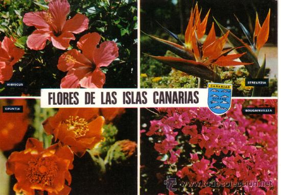Postales: N&ordm; 8141 FLORES DE LAS ISLAS CANARIAS - Foto 1