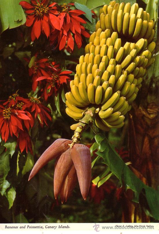 Postales: N&ordm; 8165 ISLAS CANARIAS PLATANOS - Foto 1