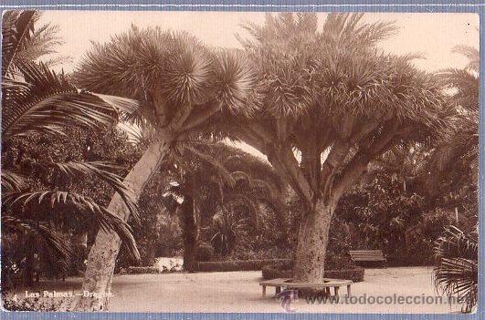Postales: TARJETA POSTAL DE LOS DRAGOS DE LAS PALMAS - Foto 1