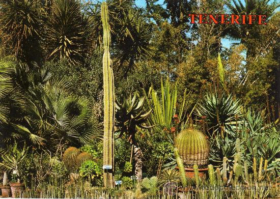 Postales: PUERTO DE LA CRUZ N&ordm; 3132 (TENERIFE) JARD&Iacute;N BOT&Aacute;NICO COLECCI&Oacute;N PERLA SIN CIRCULAR