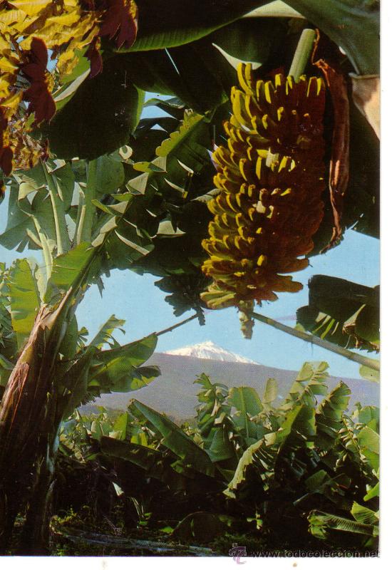 Postales: N&ordm; 8979 TENERIFE CANARIAS - Foto 1