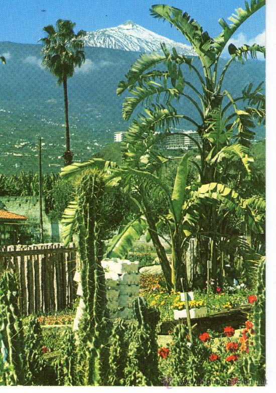 Postales: buena postal de teerife - puerto de la cruz, plantas tipicas y el teide -