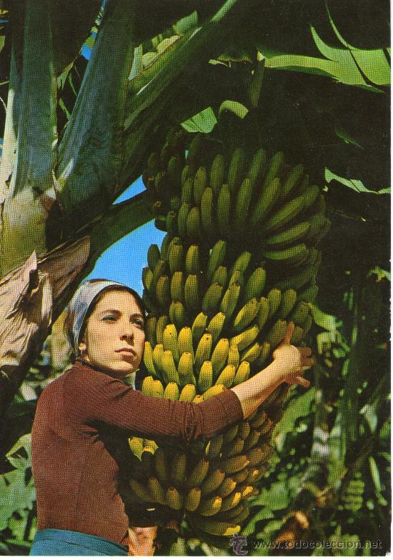 Postales: buenapostal de gran canaria - racimo de platanos -