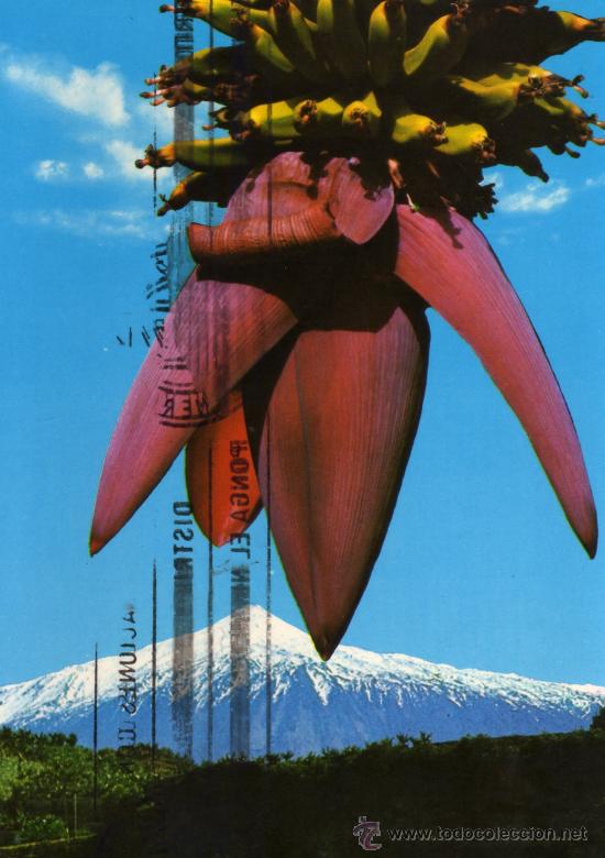 Postales: ISLAS CANARIAS N&ordm; 3149 FLOR DEL PL&Aacute;TANO AL FONDO EL TEIDE COLECCI&Oacute;N PERLA ESCRITA CIRCULADA SELLO