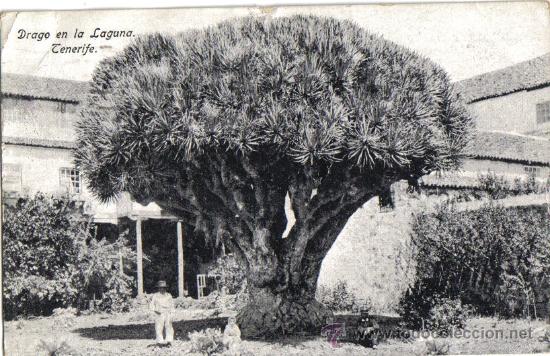 Postales: TENERIFE, DRAGO EN LA LAGUNA - Foto 1