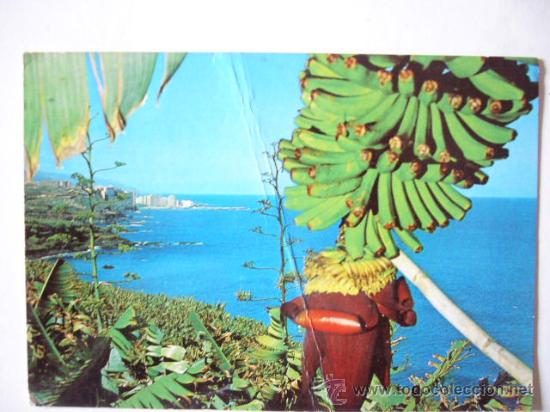 Postales: PUERTO DE LA CRUZ. EUROAFRICANA. ESCRITA Y CIRCULADA