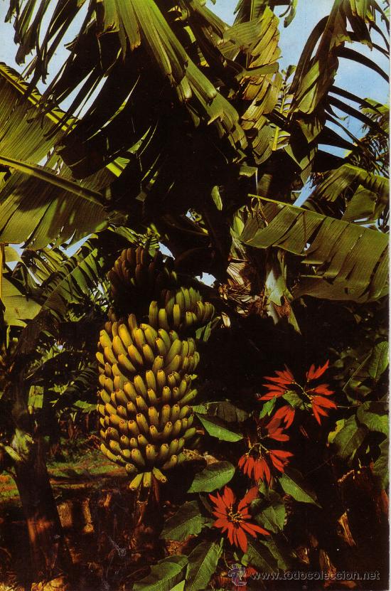 Cartes Postales: N&ordm; 11000 PLATANERAS Y BANANAS