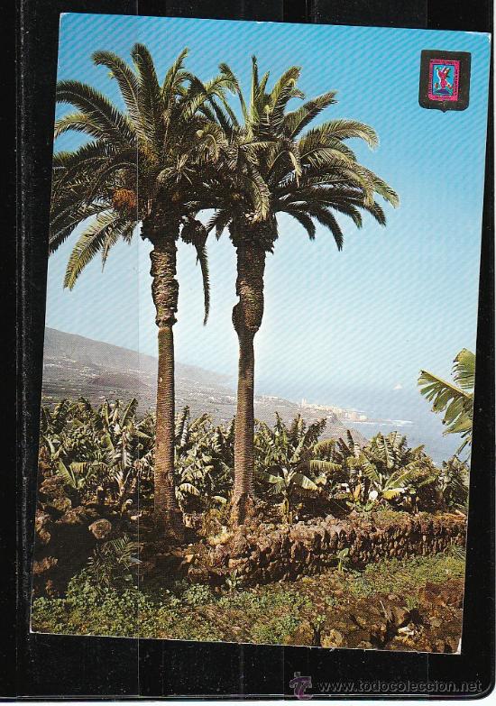 Postales: 236. PUERTO DE LA CRUZ. PALMERAS