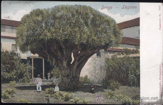 Postales: TENERIFE.- DRAGO- LAGUNA - Foto 1