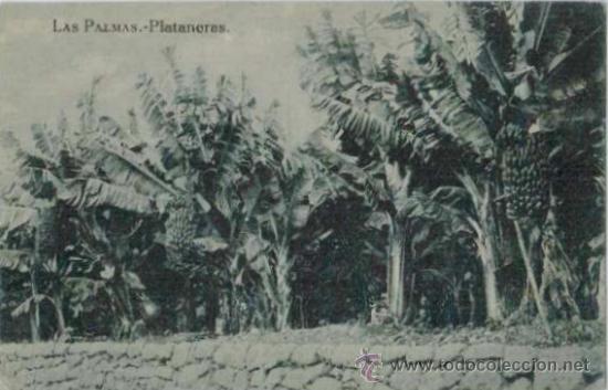 Postales: LAS PALMAS.- Plataneras. Sin circular - Foto 1