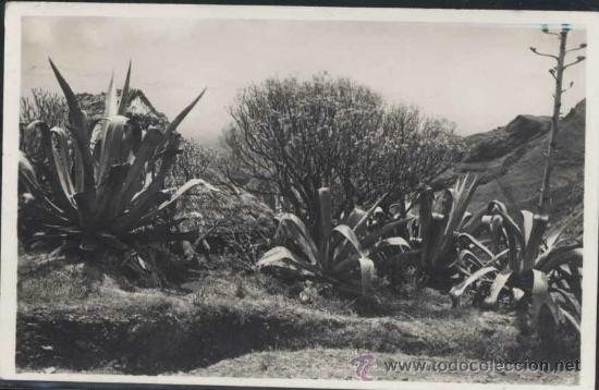 Postales: TENERIFE.- POSTAL FOTOGR&Aacute;FICA