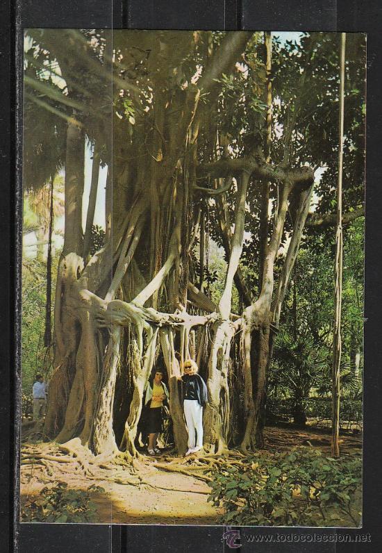 Postales: PUERTO DE LA CRUZ - N&ordm; 314. JARDIN BOT&Aacute;NICO