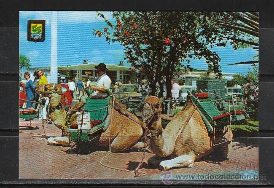 Postales: N&ordm; 86 PUERTO DE LA CRUZ. CAMELLOS PARA EL PASEO TURISTICO POR LA CIUDAD
