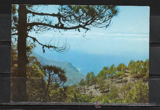 Postales: 2921. PINAR DE TAMADABA. AL FONDO, EL TEIDE