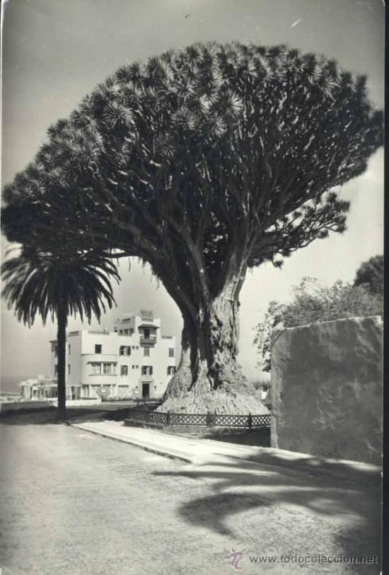 Postales: ICOD (TENERIFE).- EL DRAGO - Foto 1