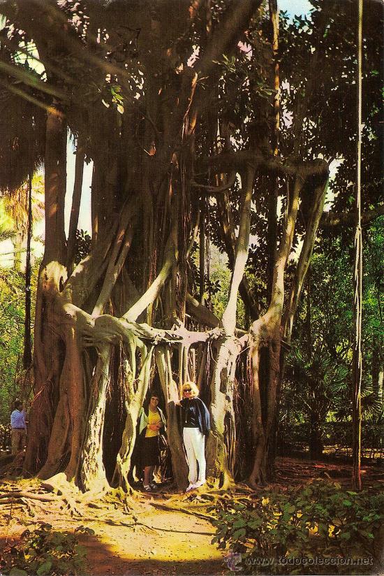 Postales: PUERTO DE LA CRUZ (TENERIFE), JARDIN BOT&Aacute;NICO - EDICIONES RO-FOTO - ESCRITA