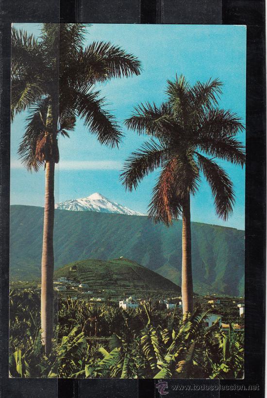 Postales: PUERTO DE LA CRUZ. N&ordm; 317. PLANTACI&Oacute;N DE PLATANOS Y EL TEIDE AL FONDO