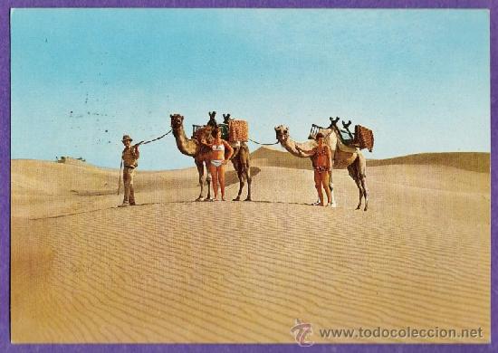 Postales: maspalomas - viaje en camello al desierto - n&ordm; 1162 - ed. global - circulada - a&ntilde;os 60