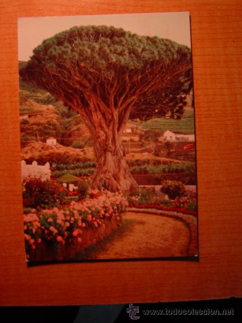 Postales: TARJETA POSTAL PAISAJES VEGETALES N&ordm; 4 DRAGO ICOD DE LOS VINOS STA.CRUZ DE TENERIFE PUBLICIDAD