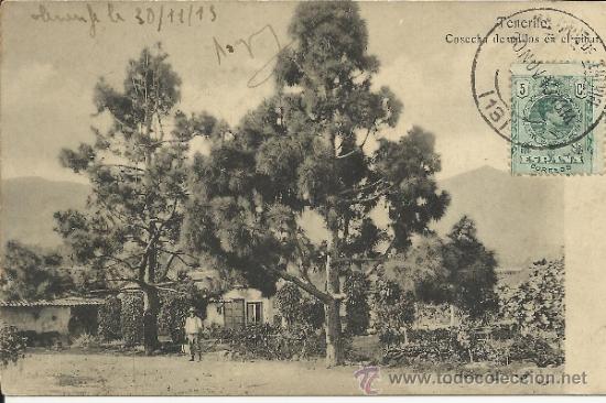 Postales: CANARIAS TENERIFE  ESCRITA - Foto 1