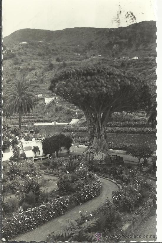 Postales: CANARIAS ICOD DRAGO ESCRITA - Foto 1