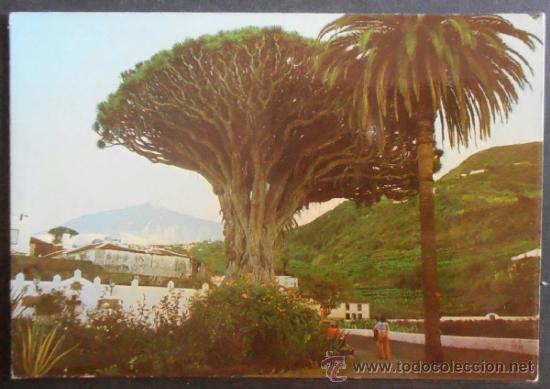 Postales: (202)POSTAL SIN CIRCULAR,DRAGO MILENARIO, AL FONDO DEL TEIDE,SANTA CRUZ DE TENERIFE,SANTA CRUZ DE TE