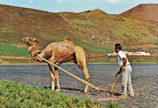 Postales: lanzarote / canarias - arando con camello - n&ordm; 2297 - ed gasteiz - escrita - a&ntilde;o 1967 - x