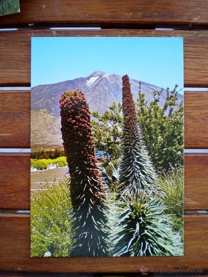 Postales: EL TEIDE Y TAJINASTES EN FLOR - EDICIONES GASTEIZ 1970 - S/C
