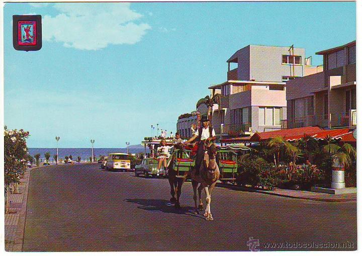 Postales: PUERTO DE LA CRUZ. CAMELLERO