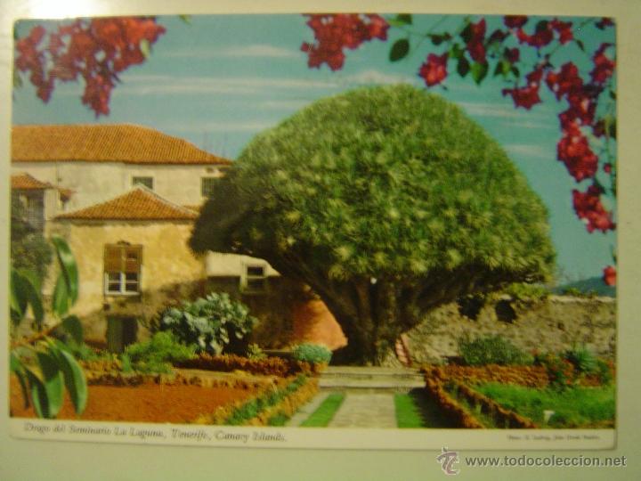 Postales: POSTAL DE LA LAGUNA ( TENERIFE).- EL DRAGO DEL SEMINARIO