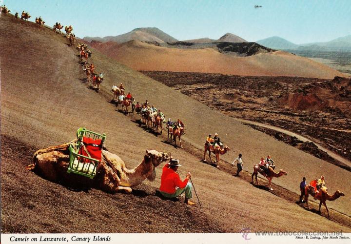 Postales: lanzarote - caravana de camellos - n&ordm; 116 - ed john hinde - nueva - a&ntilde;os 70 - x