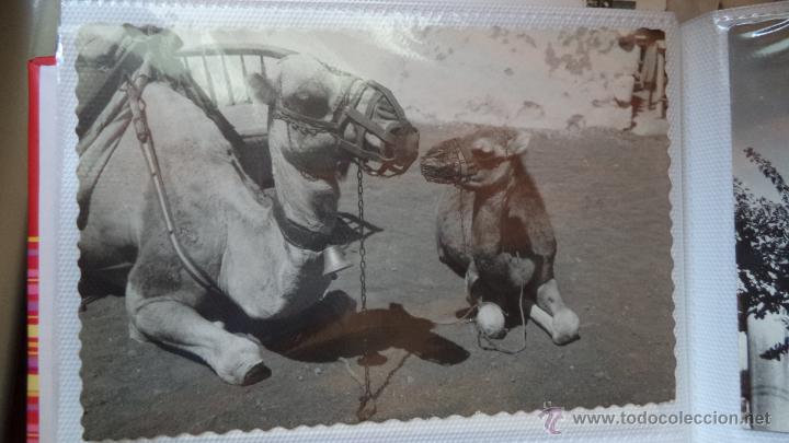 Postales: POSTAL DE STA. CRUZ DE TENERIFE. CAMELLOS. A&Ntilde;OS 60. CIRCULADA.