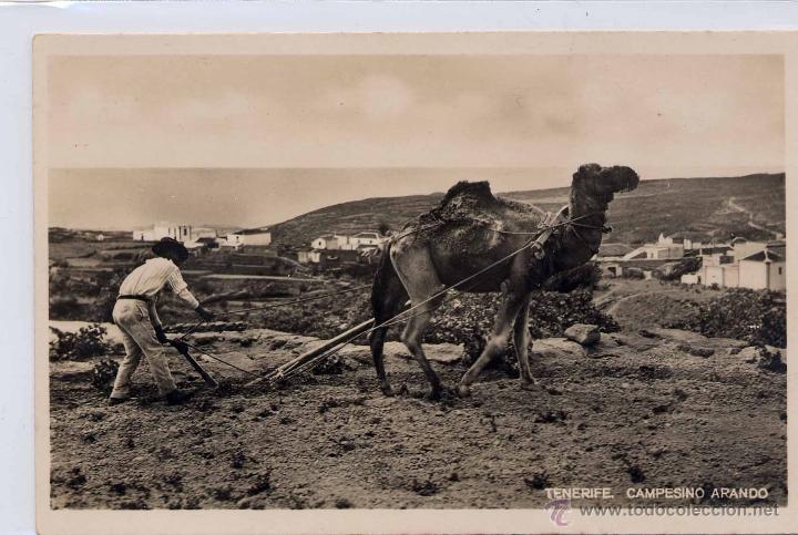 Cartes Postales: TENERIFE.- CAMPESINO ARANDO