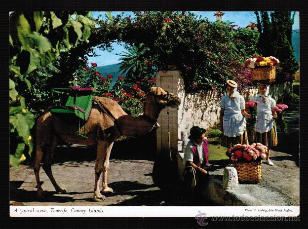 Postales: POSTAL TENERIFE - Foto 1