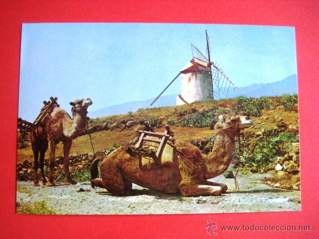 Postales: SIN CIRCULAR. CAMELLOS. MOLINO.TENERIFE....