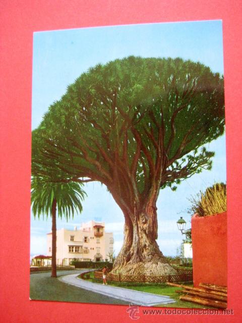 Postales: SIN CIRCULAR. ICOD .TENERIFE.... - Foto 1