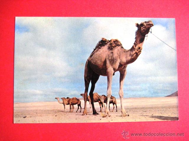 Postales: SIN CIRCULAR. CAMELLOS. CANARIAS.... - Foto 1